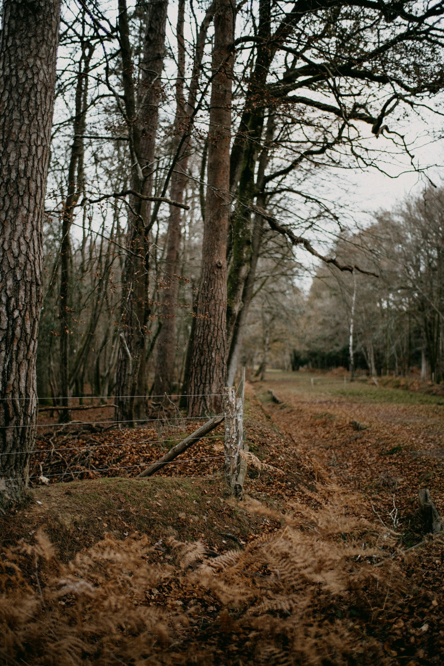 The Role of Forest Technicians in Sustainable Forestry