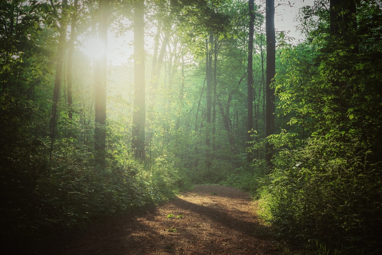 Why Accreditation Matters for Forest Professionals