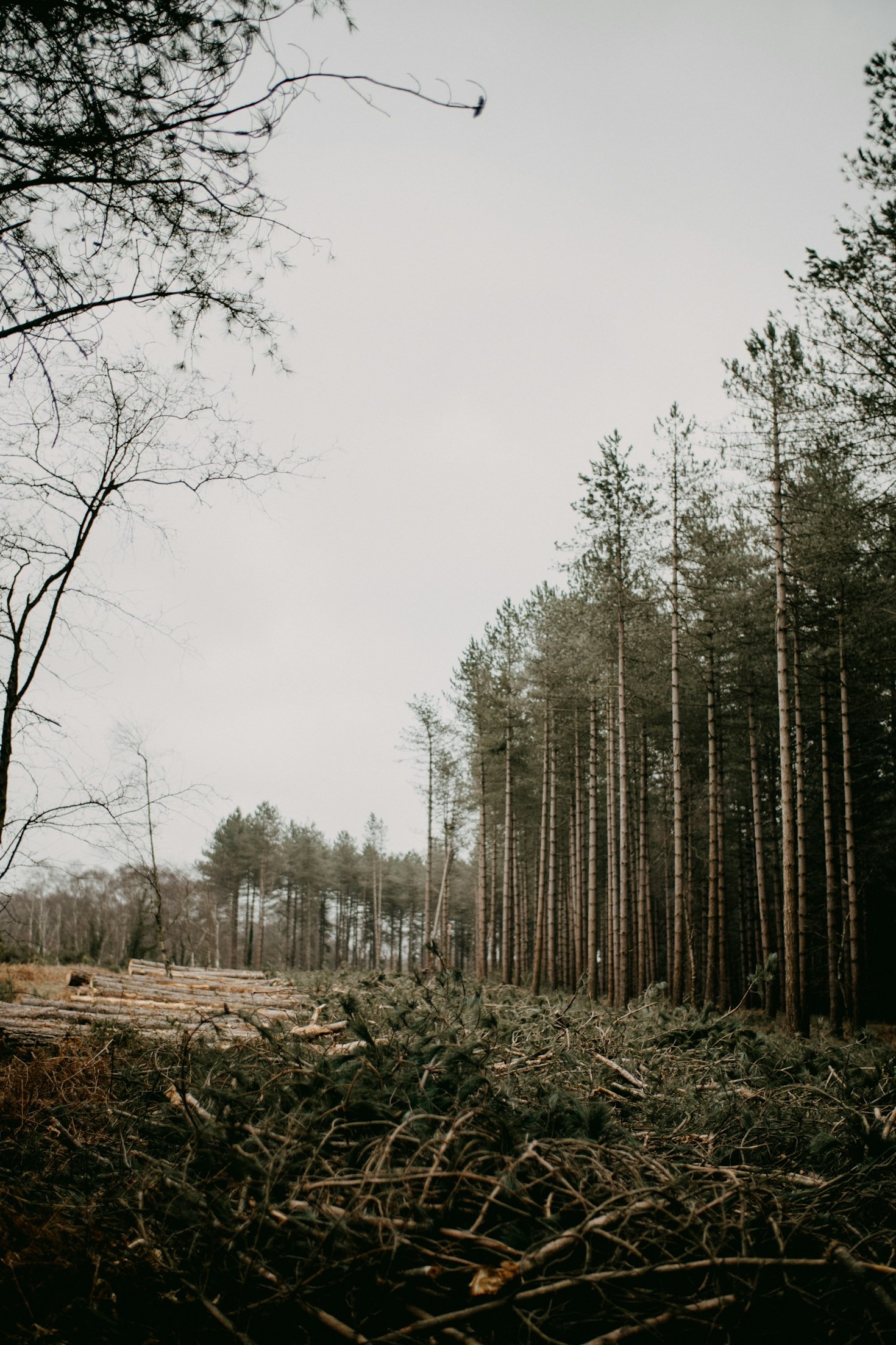 Advocating for Environmental Protection in Forest Management